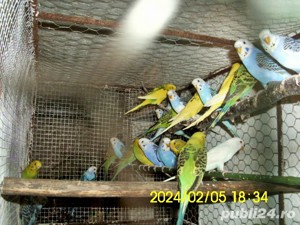 papagali perus bine ingrijit de vanzare - imagine 2  papagali perus bine ingrijit de vanzare - imagine 2