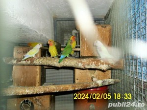 papagali perus bine ingrijit de vanzare - imagine 3  papagali perus bine ingrijit de vanzare - imagine 3