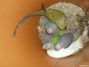 papagali perus bine ingrijit de vanzare - imagine 4  papagali perus bine ingrijit de vanzare - imagine 4