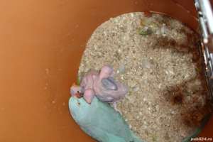 papagali perus bine ingrijit de vanzare - imagine 5  papagali perus bine ingrijit de vanzare - imagine 5