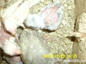 papagali perus bine ingrijit de vanzare - imagine 6  papagali perus bine ingrijit de vanzare - imagine 6