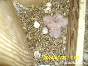 papagali perus bine ingrijit de vanzare - imagine 8  papagali perus bine ingrijit de vanzare - imagine 8