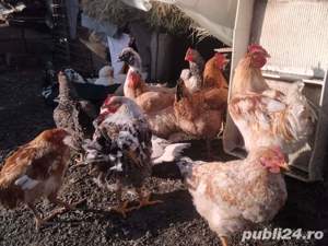 Rățoi leșești rațe Giurgiu - imagine 6