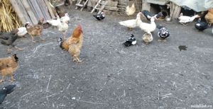 Rățoi leșești rațe Giurgiu - imagine 8