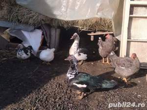 Rățoi leșești rațe Giurgiu - imagine 5