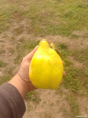 Palinca de gutui - imagine 4