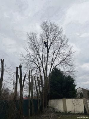 Taiere si toaletare arbori