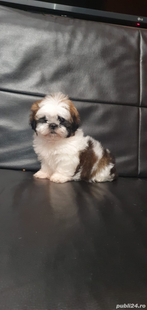 Shih Tzu mini toy tricolor  - imagine 5