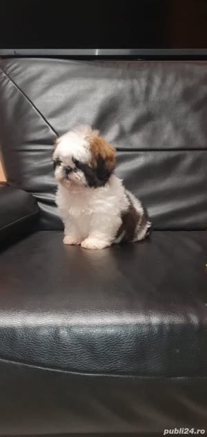 Shih Tzu mini toy  - imagine 2