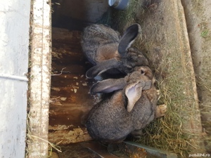 Vand Iepuri rasă! - imagine 2