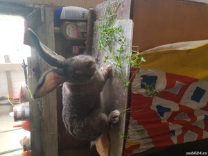 Vand Iepuri rasă! - imagine 7