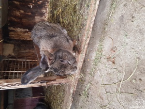 Vand Iepuri rasă! - imagine 8