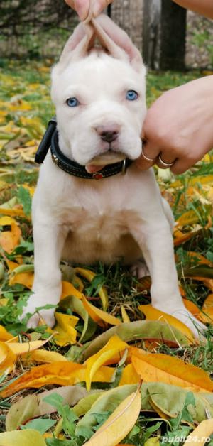 Vând Cane Corso! - imagine 4