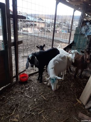 Țap anglo nubian bun de prăsilă - imagine 2