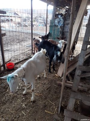 Țap anglo nubian bun de prăsilă - imagine 3