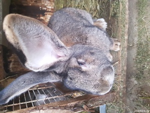 Vand Iepuri rasă! - imagine 6