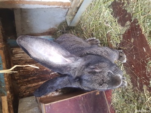 Vand Iepuri rasă! - imagine 10