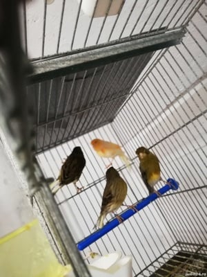 Canari de culoare 