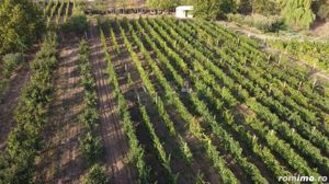 Teren intravilan Tecuci/Podgorie si Pomi Fructiferi/5000 mp - imagine 4