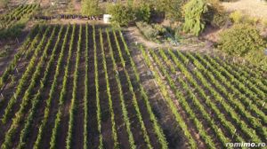 Teren intravilan Tecuci/Podgorie si Pomi Fructiferi/5000 mp - imagine 6