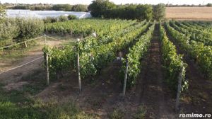 Teren intravilan Tecuci/Podgorie si Pomi Fructiferi/5000 mp - imagine 8