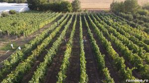 Teren intravilan Tecuci/Podgorie si Pomi Fructiferi/5000 mp - imagine 9