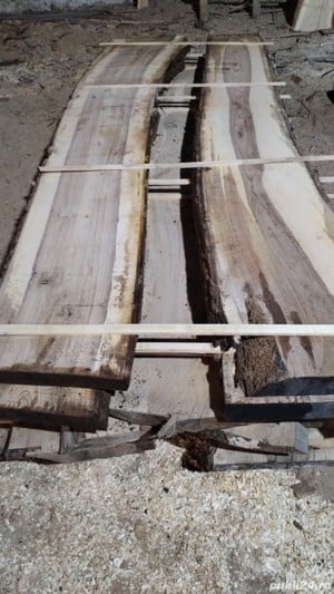 Cherestea netivita Nuc