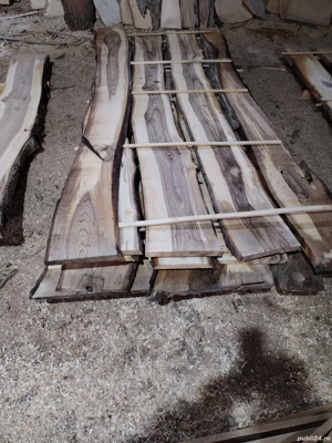 Cherestea netivita Nuc - imagine 4