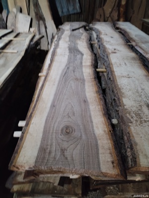 Cherestea netivita Nuc - imagine 2