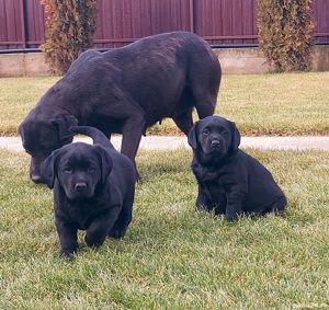 Pui Labrador retriever 