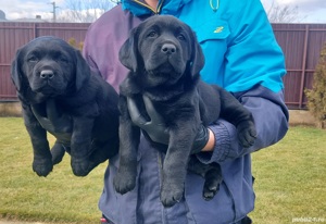 Pui Labrador retriever  - imagine 3