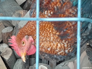 Cocosi  taranesti ,gaini albe de carne si pui mici rasa mixta - imagine 2