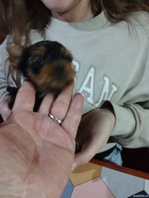 Yorkshire Tertier Talie Mica - imagine 4