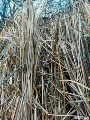 snopi de papura recoltata 2025