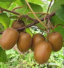 Butasi Kiwi Soiul  Actinidia