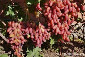 Butasi Vita De Vie Soiul Preobrajenie Si Alte Soiuri In Comentariu