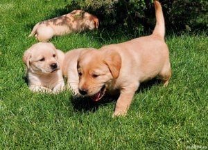 Pui Labrador retriever 