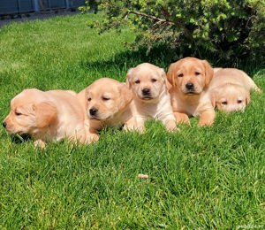 Pui Labrador retriever  - imagine 2