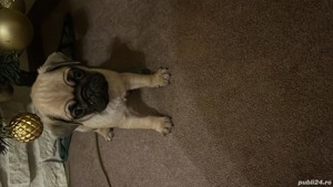 Pui mops  pug cu garantie - imagine 2 Pui mops  pug cu garantie - imagine 2