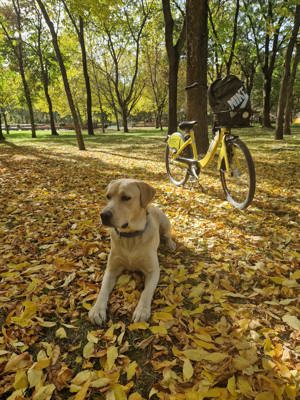 Caut partenera pentru Labrador Retriever  - imagine 5