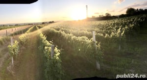 podgorie in Dragasani