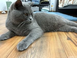 British shorthair Motam frumos pentru pisicute