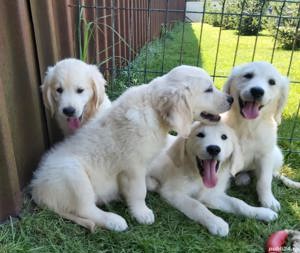 Golden retriever - imagine 3