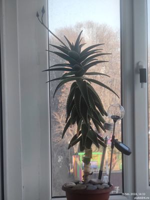 Vând cactuși si aloe vera - imagine 3