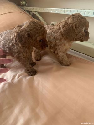 Pudel mini toy - imagine 3