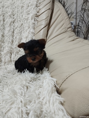 yorkshire terrier mini toy - imagine 3