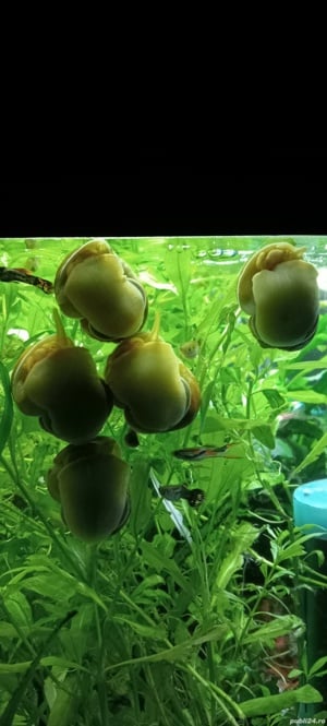 Melci pomacea 