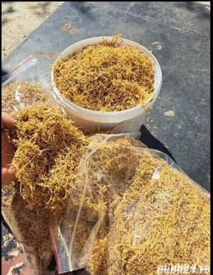 Firicel galben auriu pentru injectat 0.1mm tarie medie fara impurități 