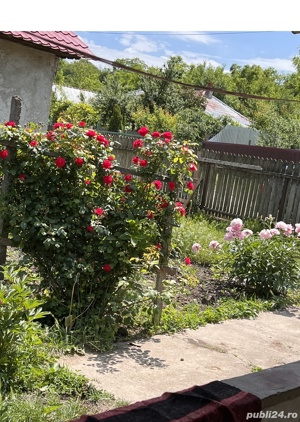 Casa plus teren plus casa la rosu la doar 24 km de Botosani Sat.Ungureni - imagine 9