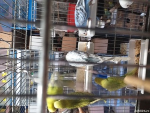 Papagali Peruși foarte iubitori! - imagine 2